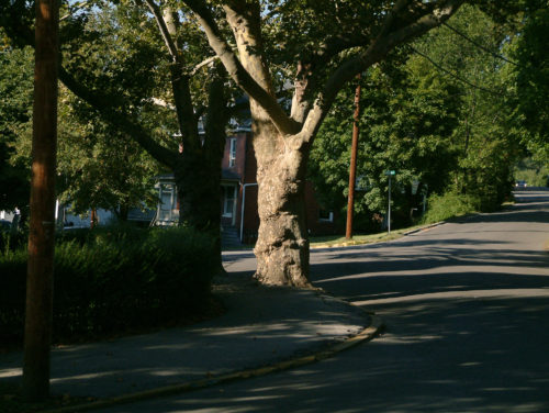DSCF0011-sycamore-1.jpg