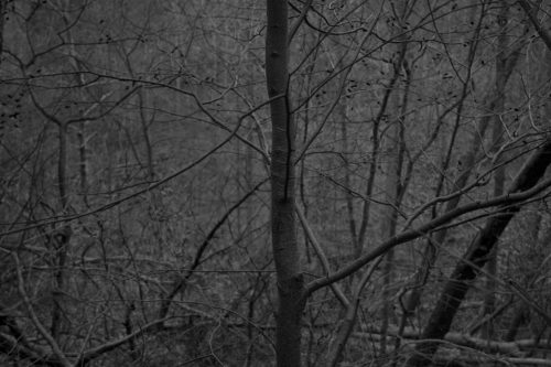 Huntingdon-Flagpole-Woods-CRW_2517.jpg